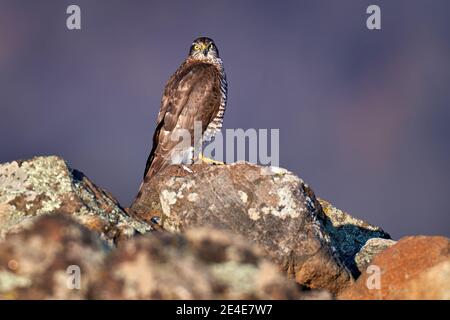 Sparrowhawk, Accipiter nisus, assis sur la roche de pierre dans l'habitat de montagne, Rhodopes, Bulgarie, Europe. Faune et flore scène animale de la nature. Oiseau o Banque D'Images