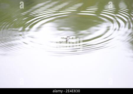 Un strider d'eau marchant à la surface d'un lac, provoquant la formation de vagues circulaires Banque D'Images