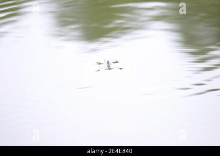 Un insecte strider d'eau marchant sur la surface fixe de un lac Banque D'Images