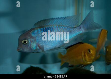 Blue Moorii Cyrtocara moorii (dauphin bleu du malawi) Est un cichlid exotique qui vient du lac Malawi dedans Afrique Banque D'Images