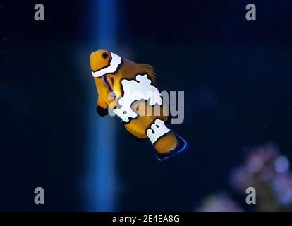 Poisson-clowfish Amphiprion Ocellaris dans l'aquarium marin (poisson Nemo) Banque D'Images