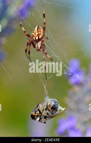 Chêne de macro (araignée Aculepeira ceropegia) sur sa toile d'araignée à une abeille dans cocoon Banque D'Images
