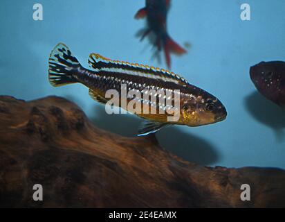 Melanochromis auratus, le cichlid auratus, est un poisson d'eau douce de la famille des cichlidés. Il est également connu sous le nom de mbuna d'or et de chichlid d'or du Malawi. Banque D'Images