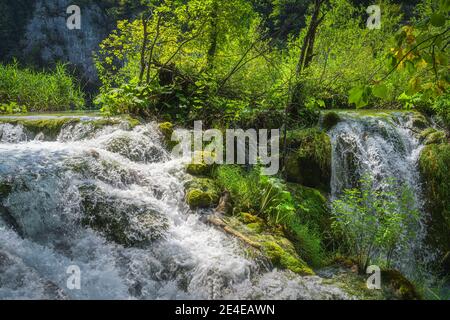 Gros plan sur des rochers mousseux entourés d'une cascade et de cascades d'eau dans une forêt verdoyante, parc national des lacs de Plitvice, patrimoine mondial de l'UNESCO, Croatie Banque D'Images