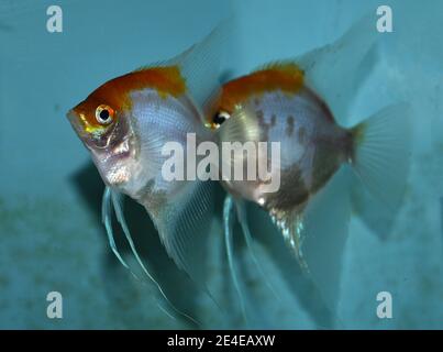 L'espèce d'Angelfish argenté (pterophyllum scalare) dans l'aquarium Banque D'Images