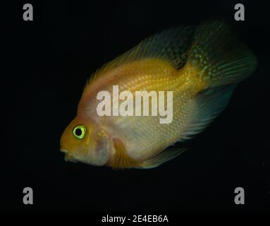 Poissons de perroquet nageant dans l'aquarium d'eau douce Banque D'Images