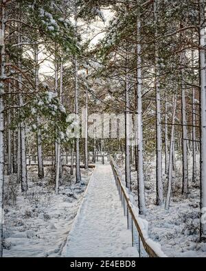 Une vue hivernale sur une zone boisée avec un passage en bois traversant le centre. Banque D'Images