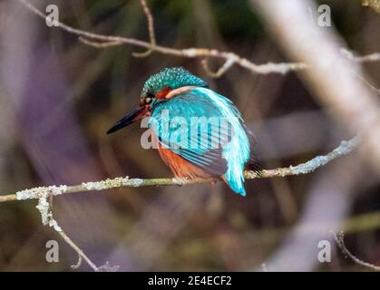 Kingfisher, (Alcedo atthis) perché sur une branche d'arbre sur la rivière Almond, Livingston, Lothian occidental, Écosse. Banque D'Images