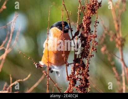 Bullfinch eurasien (Pyrrhula pyrrhula) se nourrissant en hiver, Livingston, Lothian occidental, Écosse. Banque D'Images