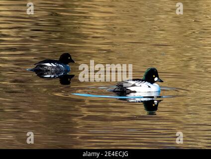 Goldeneye mâle (à droite) et femelle canard (Bucephala clangula) sur les piscines d'Almond, Livingston, West Lothian, Écosse, Royaume-Uni. Banque D'Images