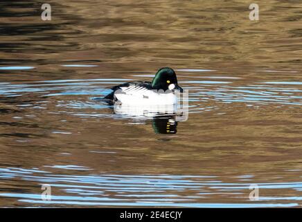 Goldeneye Duck, homme (Bucephala clangula) Almond pools, Livingston, West Lothian, Écosse, Royaume-Uni. Banque D'Images