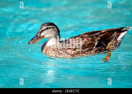 Gros plan du canard malard femelle profilé (Anas platyrhynchos) natation sur l'eau bleue Banque D'Images