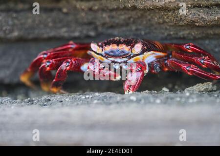 Portrait à faible profondeur de champ de crabe rouge , Grapsus Grapsus, également connu sous le nom de Sally Lightfoot crabe assis sur les roches de lave des galapagos Banque D'Images