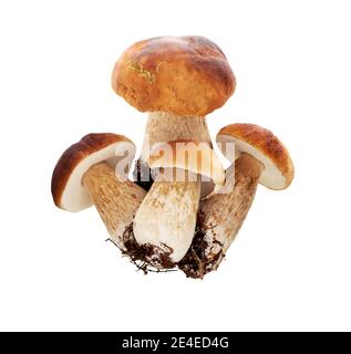 Champignons forestiers - Boletus edulis, isolés sur fond blanc. Champignons CEPS ou Porcini. Banque D'Images