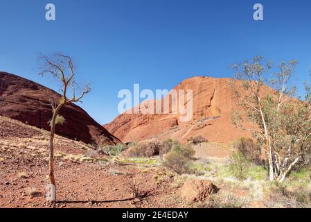 Territoire du Nord, Australie ; 11 janvier 2020 - randonnée dans le parc national de Kata Tjuta, dans le nord avec le paysage spectaculaire en constante évolution. Banque D'Images