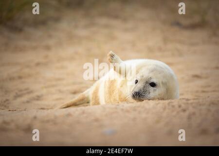 Phoque gris chiot Banque D'Images