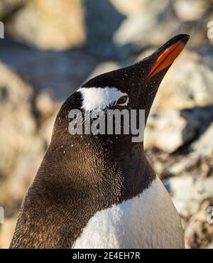 Pingouin Gentoo, Antarctique (Pygoscelis Papouasie) Banque D'Images