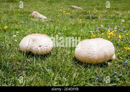 Champignon commun sauvage, Agaricus bisporus, Coll de Pal, Catalogne, Espagne Banque D'Images