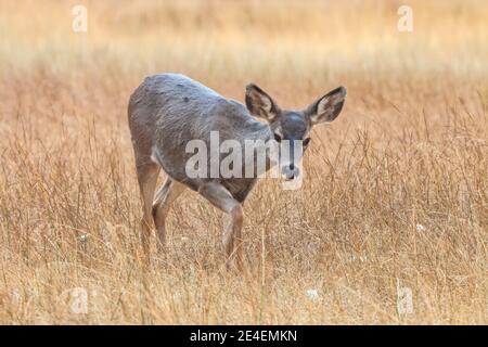 Femelle Mule Deer Odocoileus hemionus, parc national de Yosemite, Californie, États-Unis. Banque D'Images