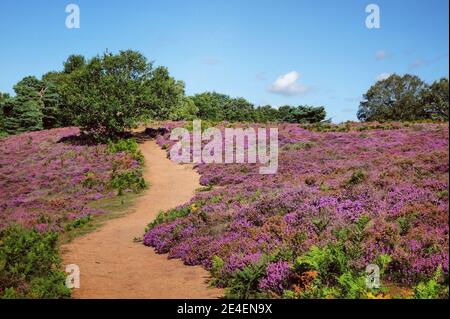 Bruyère de plaine en fleur sur Puttenham Common, Surrey, Royaume-Uni Banque D'Images