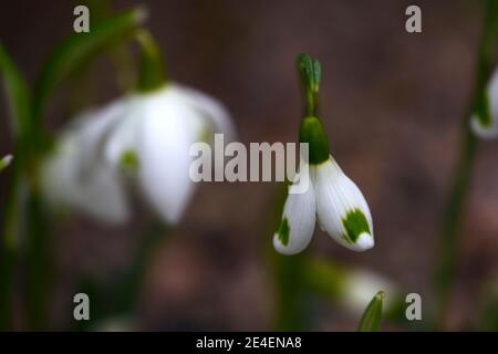 Galanthus Trymming,croissant neigdrop,virescents,galanthus la moriniere en arrière-plan,floraison précoce neigdrop,floraison précoce gouttes de neige, fleurs blanches Banque D'Images