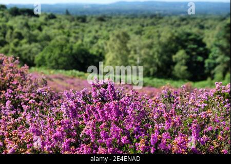 Bruyère de plaine en fleur sur Puttenham Common, Surrey, Royaume-Uni Banque D'Images