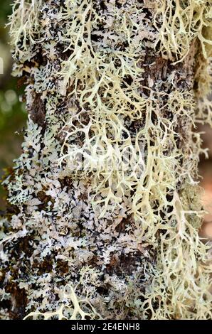 Pseudevernia furfuracea lichen communément connu sous le nom de mousse d'arbre, alias Old Man's Beard, lichen de barbe ou mousse d'arbre. Utilisation dans parfum. Banque D'Images