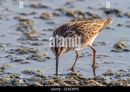 Sandpiper à large bec (Calidris falcinellus), se nourrissant en eau peu profonde, Lesvos, Grèce, 14 août 2010 Banque D'Images