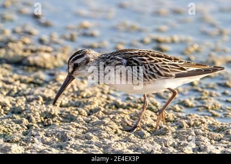 Sandpiper à large bec (Calidris falcinellus), se nourrissant en eau peu profonde, Lesvos, Grèce, 14 août 2010 Banque D'Images