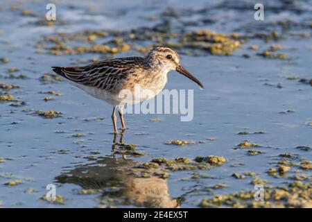 Sandpiper à large bec (Calidris falcinellus), se nourrissant en eau peu profonde, Lesvos, Grèce, 14 août 2010 Banque D'Images