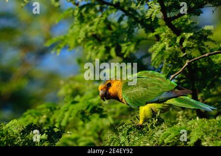 Braunkehlsittich, Braunwangensittich, Eupsittula pertinax Banque D'Images