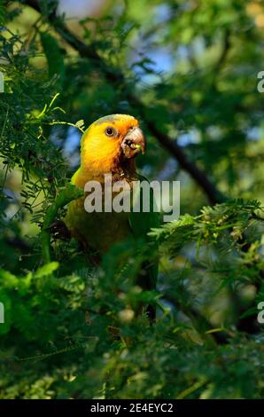 Braunkehlsittich, Braunwangensittich, Eupsittula pertinax Banque D'Images