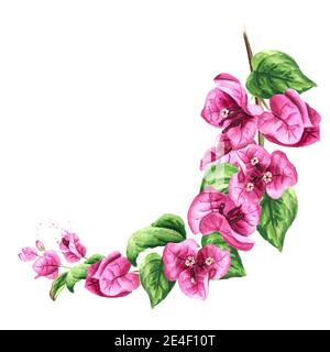 Cadre rond de branche de Bougainvillea rose avec fleurs et feuilles. Illustration aquarelle dessinée à la main isolée sur fond blanc Banque D'Images