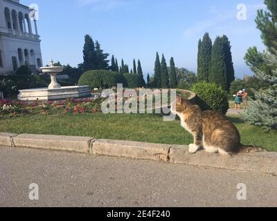 Le chat est assis sur le trottoir près du lit de fleurs. Banque D'Images