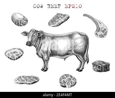 Ensemble de boeuf de vache dessin main vintage gravure style noir et clip art blanc isolé sur fond blanc Illustration de Vecteur