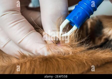 Vétérinaire médecin retirer une tique du chien - animal et le concept de soins vétérinaires pour animaux de compagnie Banque D'Images