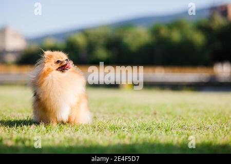 Zverg Spitz, chiot de Poméranie dans un pré Banque D'Images