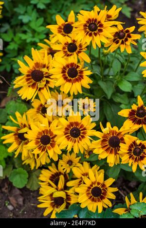 Vivace cluster de Rudbeckia Black Eyed Susan floraison en jaune Et marron au Canada Banque D'Images