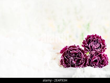 Sélectif foyer sur trois fleurs riches d'œillets violets, tourné pour l'espace de copie pour des cartes, des événements ou des messages, fond crème Uni. Banque D'Images