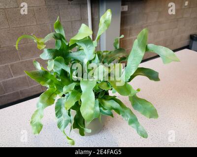Phlebodium Fern (Phlebodium Aureum), plante de la maison de la fougère tropicale Banque D'Images