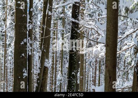 De magnifiques épinettes dans une montagne boisée dans les Alpes en Slovénie, couvertes de neige fraîche sur une journée froide et ensoleillée en hiver avec un ciel bleu Banque D'Images
