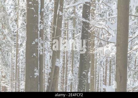 De magnifiques épinettes dans une montagne boisée dans les Alpes en Slovénie, couvertes de neige fraîche sur une journée froide et ensoleillée en hiver avec un ciel bleu Banque D'Images