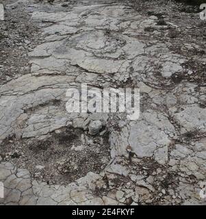 Vue de la découverte récente d'un sauropode bien conservé empreintes de dinosaures, entre 1.5 et 2 mètres de diamètre dans les environs de Plagne, Jura, est de la France, le 6 octobre 2009. La découverte, qui a été faite en avril et date d'il y a 150 millions d'années, a été authentifiée par les scientifiques comme une découverte unique. Il s'agit peut-être des plus grandes traces de dinosaures jamais découvertes dans le monde, selon le Conseil National de recherche Français (CNRS).photo de Vincent Dargent/ABACAPRESS.COM Banque D'Images