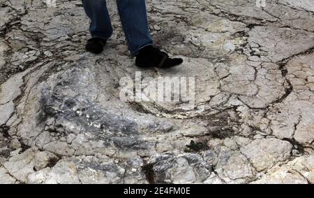 Journaliste se tenant en face de la découverte récente d'un sauropode bien conservé empreintes de dinosaures, entre 1.5 et deux mètres de diamètre dans les environs de Plagne, Jura, est de la France, le 6 octobre 2009. La découverte, qui a été faite en avril et date d'il y a 150 millions d'années, a été authentifiée par les scientifiques comme une découverte unique. Il s'agit peut-être des plus grandes traces de dinosaures jamais découvertes dans le monde, selon le Conseil National de recherche Français (CNRS).photo de Vincent Dargent/ABACAPRESS.COM Banque D'Images