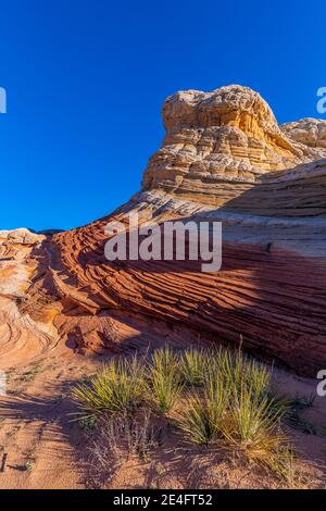 Kanab Yucca, yucca angustissima var kanabensis, avec des formations de grès Navajo de White Pocket, monument national de Vermilion Cliffs, Arizona, États-Unis Banque D'Images