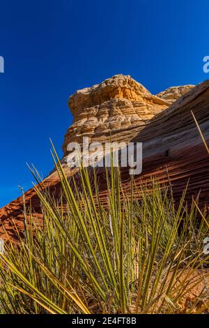 Kanab Yucca, yucca angustissima var kanabensis, avec des formations de grès Navajo de White Pocket, monument national de Vermilion Cliffs, Arizona, États-Unis Banque D'Images