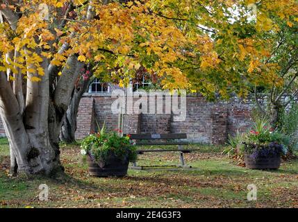 feuillage d'automne jaune vif devant le manoir jardins de la maison mur de briques rouges Banque D'Images