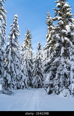 Sentier de randonnée romantique en montagne alpine à travers les épinettes couvertes de neige fraîche dans les Alpes lors d'une journée froide et ensoleillée en hiver avec un ciel bleu. Banque D'Images