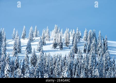 De magnifiques épinettes dans une montagne boisée dans les Alpes en Slovénie, couvertes de neige fraîche sur une journée froide et ensoleillée en hiver avec un ciel bleu Banque D'Images