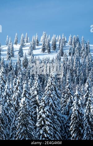 De magnifiques épinettes dans une montagne boisée dans les Alpes en Slovénie, couvertes de neige fraîche sur une journée froide et ensoleillée en hiver avec un ciel bleu Banque D'Images